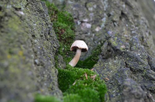 Small Mushroom