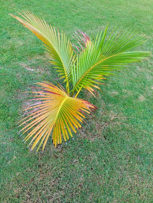 Small Palm Tree