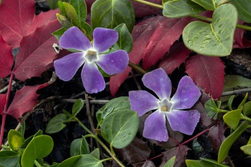 small periwinkle flower blossom