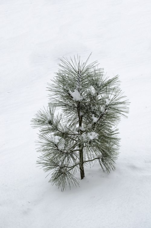 Small Pine Tree