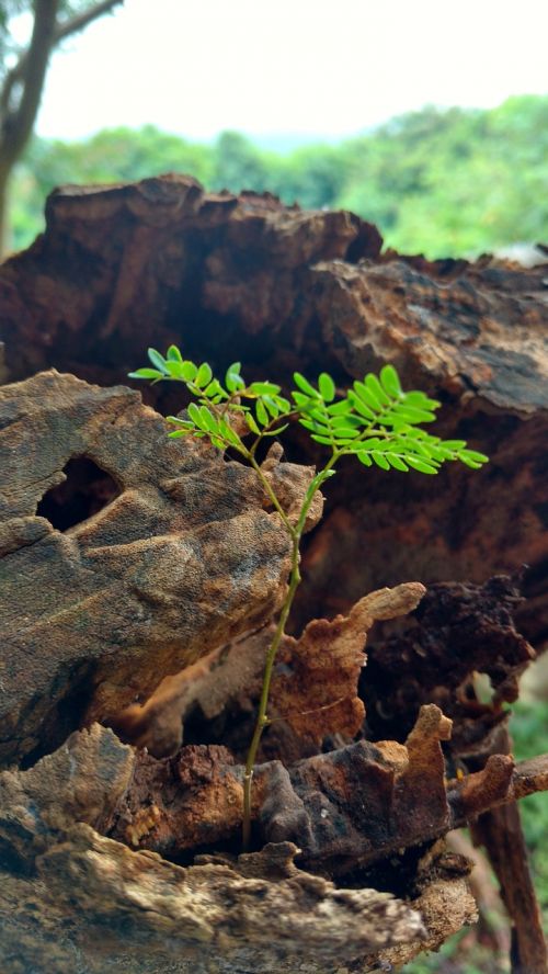 small plants tree big tree