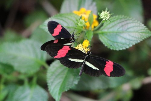 small postbote  butterfly  black