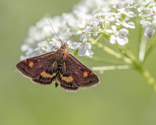 small- purple-and-gold  moth  micro