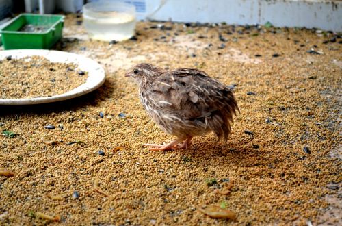 Small Quail