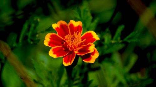 Small Red Orange Flower