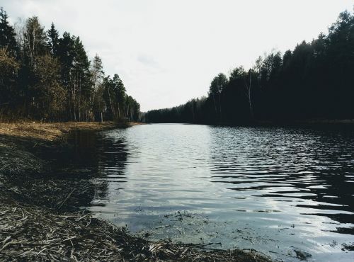 small river forest water