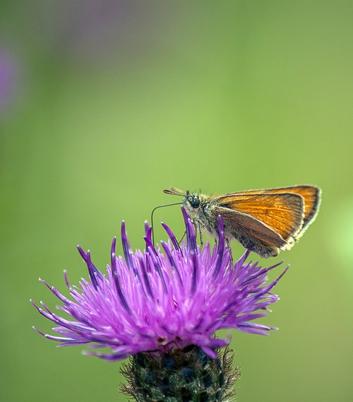 small skipper  butterfly  wings