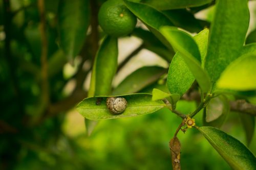 small snail sleepy snail young oranges