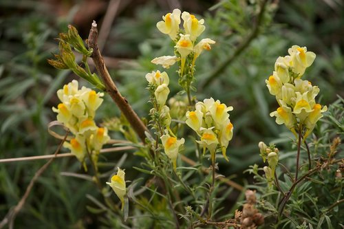 small snapdragons  mrs flax  real toadflax