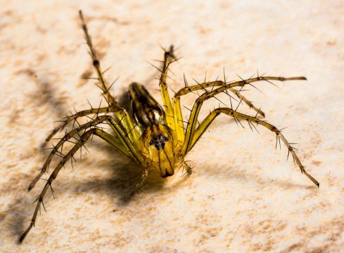 small spider spider arachnids
