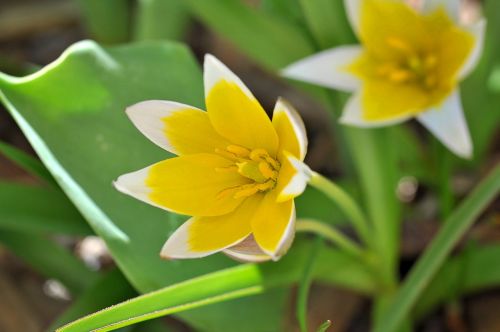 small star tulip yellow-white flower