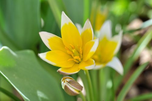 small star tulip flower spring flower