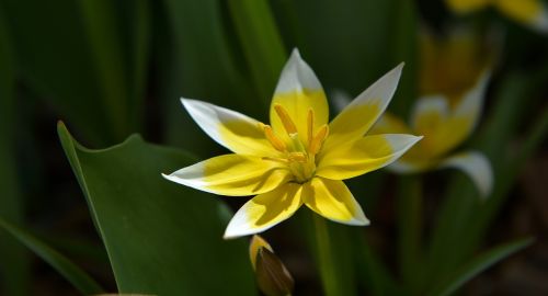 small star tulip star tulip flower