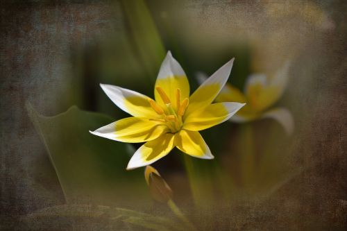 small star tulip star tulip flower