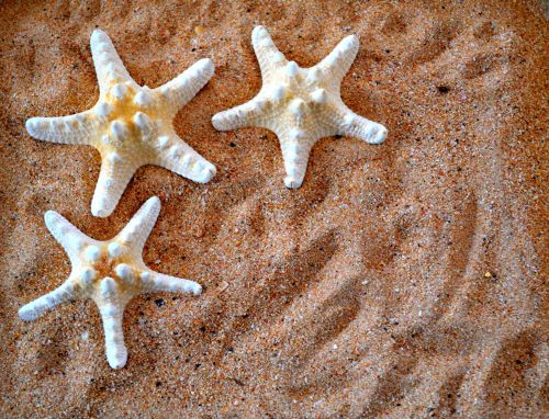 Small Starfish