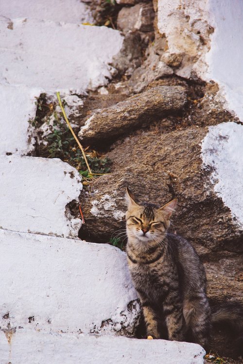 small to medium-sized cats  wild cat  tree
