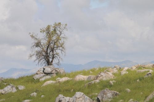 Small Tree In Field Of Rocks