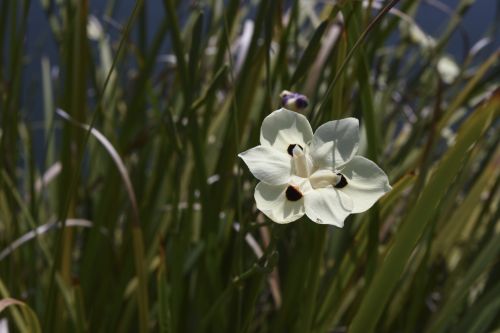 Small White Flower