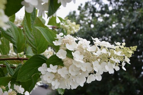 small white flowers shrub nature