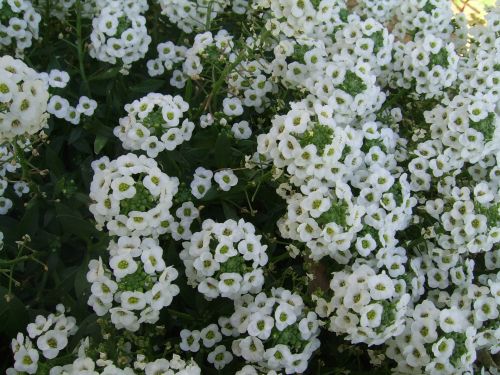 Small White Flowers