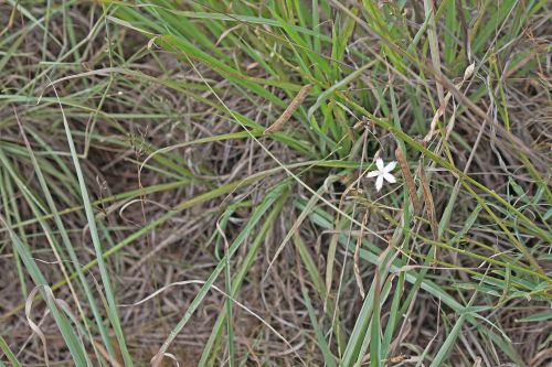 Small White Veld Flower