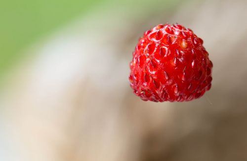 small wild strawberry berries fruit