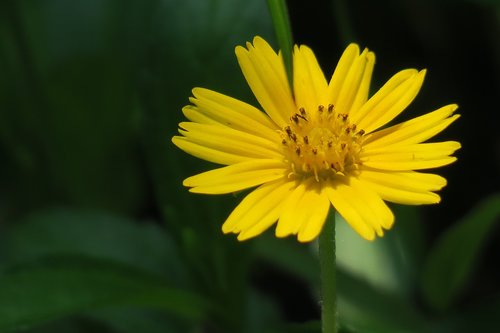 small yellow daisy  plant  flower