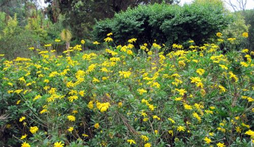 Small Yellow Flowers