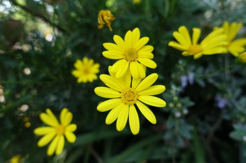 small yellow flowers sunflower spring