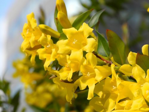 Small Yellow Flowers