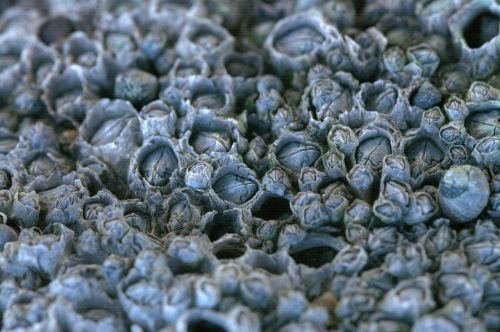 smallpox barnacles rankenfuesser