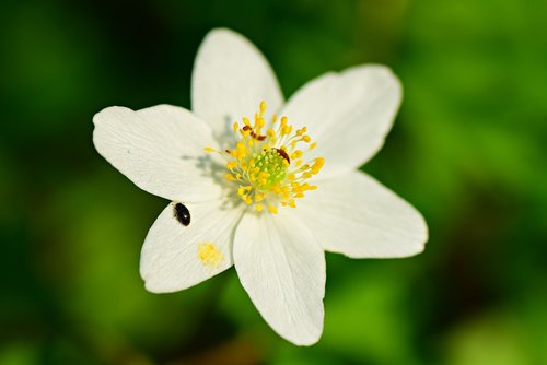 smell fox  thimble weed  flower