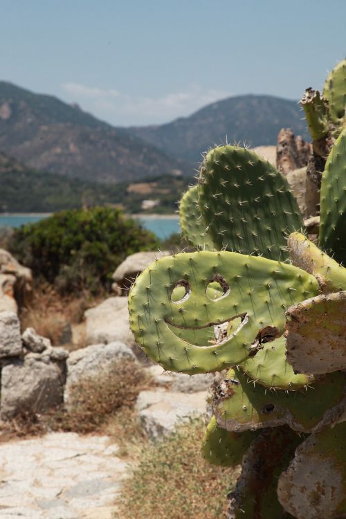 cactus smile laugh