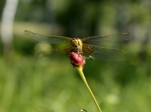 smile dragonfly insect