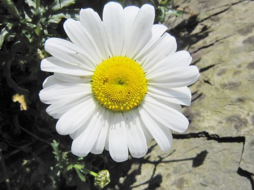 smiley daisy happy