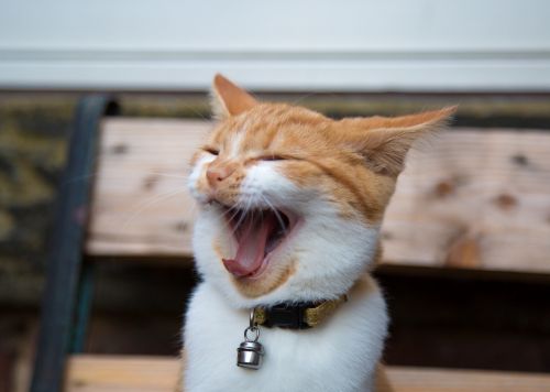 Smiling Cat