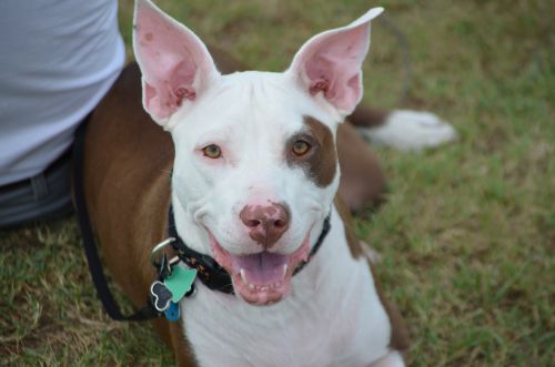 Smiling Dog