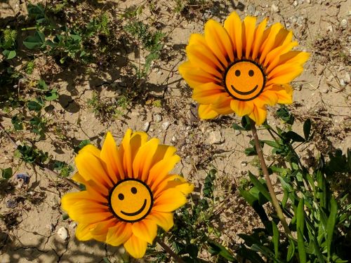 Smiling Flowers