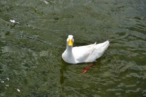 smiling texan duck happy love