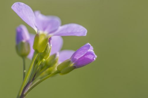 smock flower nature