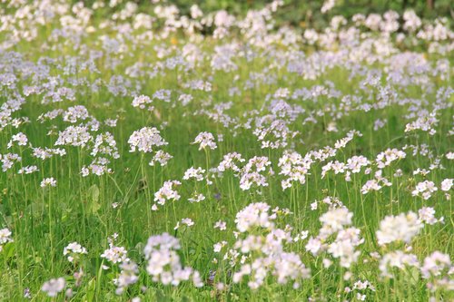 smock  franconian switzerland  spring