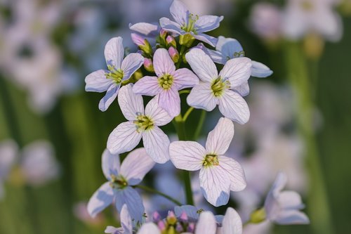 smock  card amines pratensis  brassicaceae