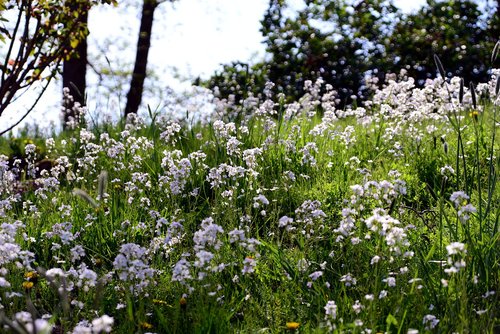 smock  meadow  cuckoo flower