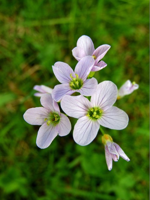 smock  white  meadow