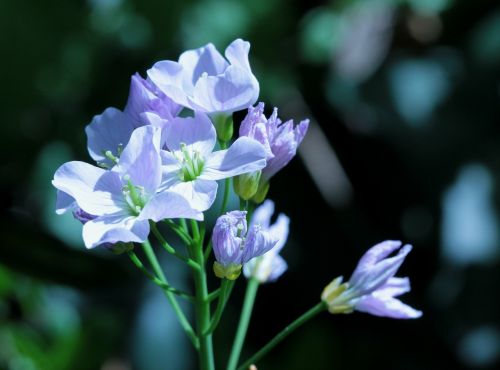 smock flower herb