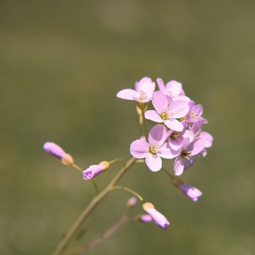 smock plant flowers