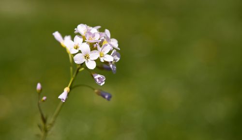 smock plant flowers