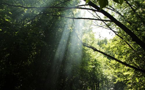 smoke forest the sun's rays