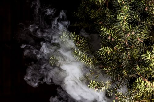 smoke vape plant