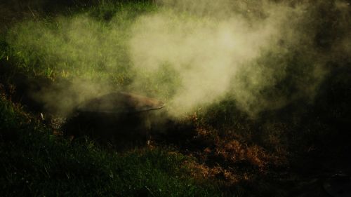 smoke fog grass